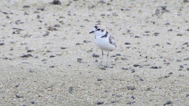 Malaysian Plover - ML201662321