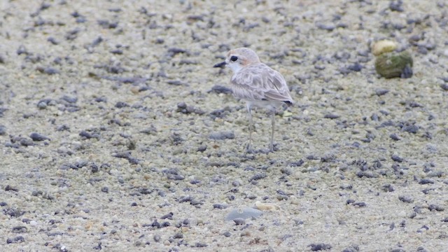 Malaysian Plover - ML201662341