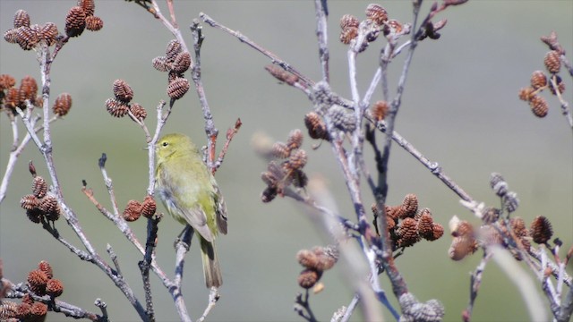 Orange-crowned Warbler (celata) - ML201662371