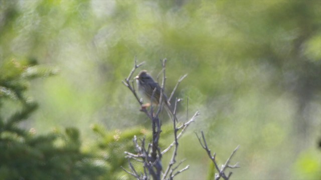 Lincoln's Sparrow - ML201662401