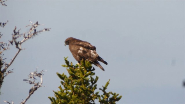 Red-tailed Hawk (Harlan's) - ML201662411