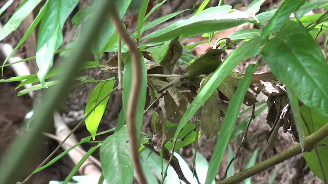 Araripe Manakin - ML201662421