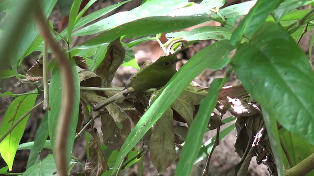 Araripe Manakin - ML201662431