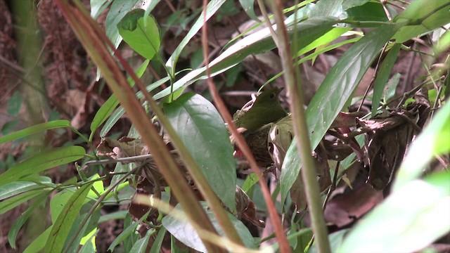 Araripe Manakin - ML201662441