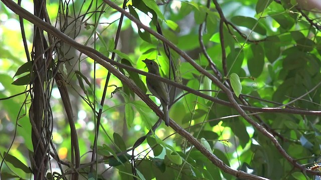 Araripe Manakin - ML201662451