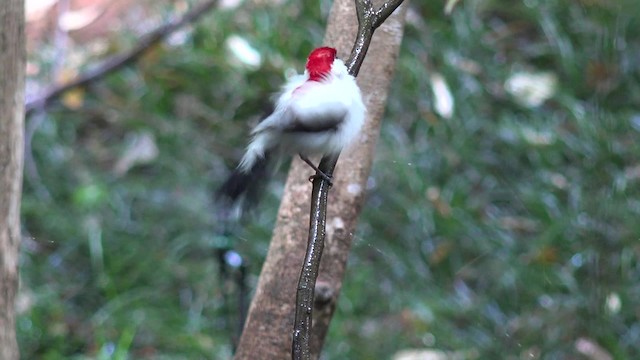 Araripe Manakin - ML201662461