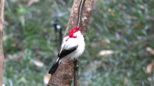 Araripe Manakin - ML201662471