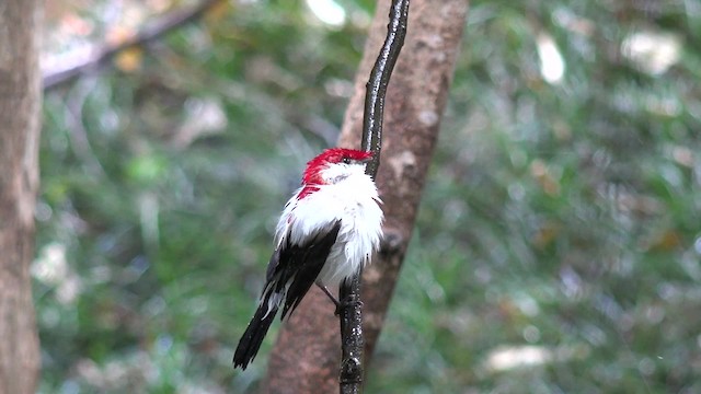 Araripe Manakin - ML201662481