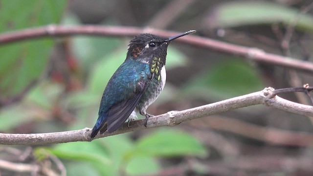 Bee Hummingbird - ML201662501