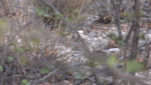 Orange River Francolin (Kunene) - ML201662511