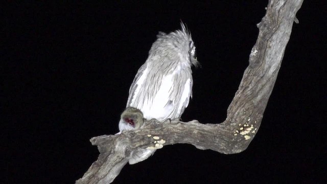 Southern White-faced Owl - ML201662521