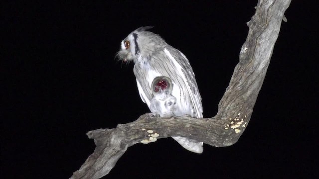 Southern White-faced Owl - ML201662531