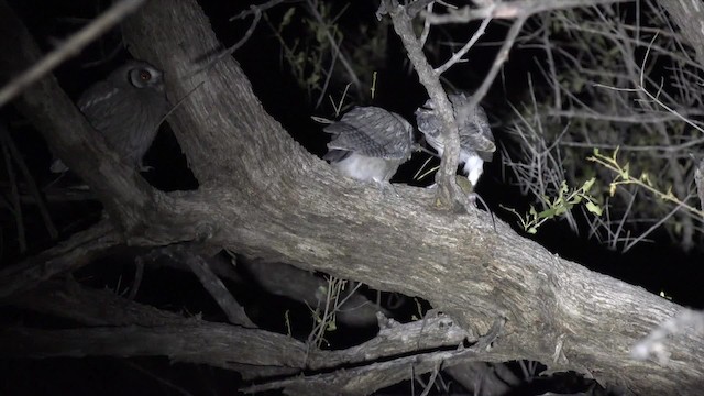 Southern White-faced Owl - ML201662561