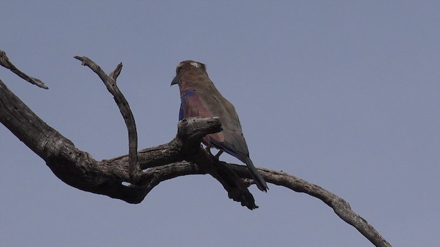 Rufous-crowned Roller - ML201662571