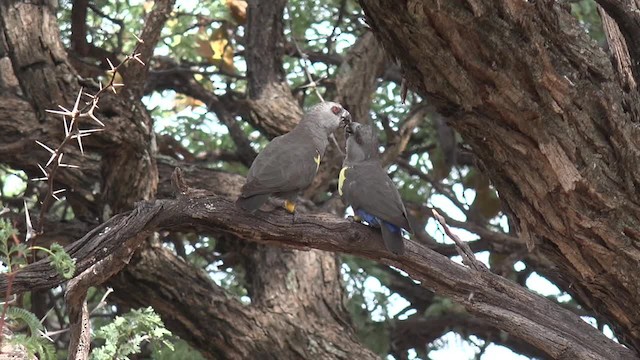 Rüppell's Parrot - ML201662591