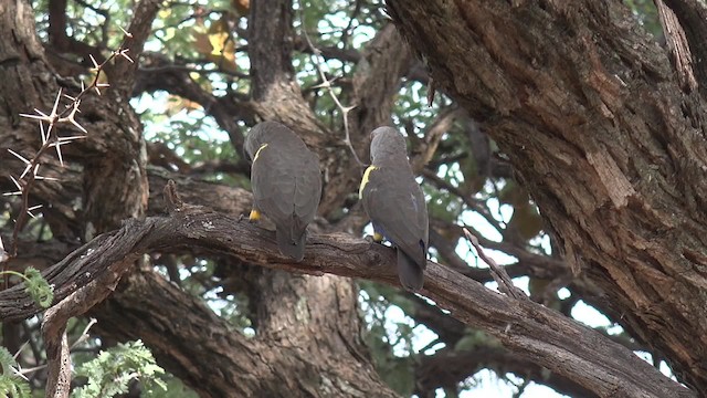 Rüppell's Parrot - ML201662601