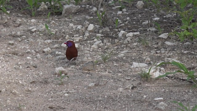 Violet-eared Waxbill - ML201662611