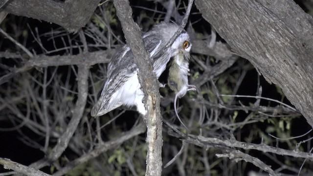 Southern White-faced Owl - ML201662621