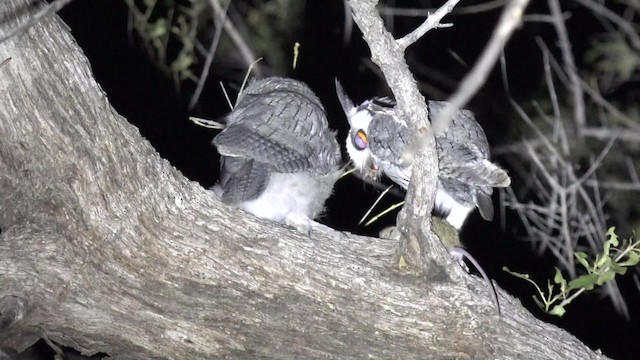 Southern White-faced Owl - ML201662631