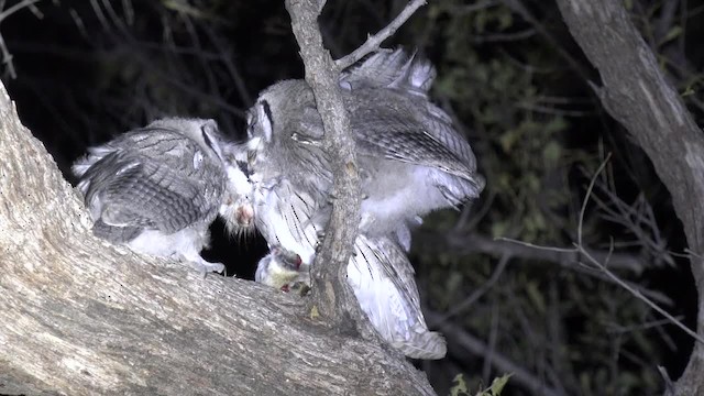 Southern White-faced Owl - ML201662671