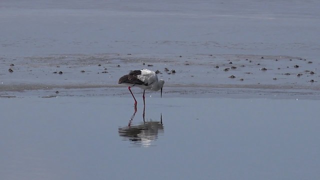 コウノトリ - ML201662731