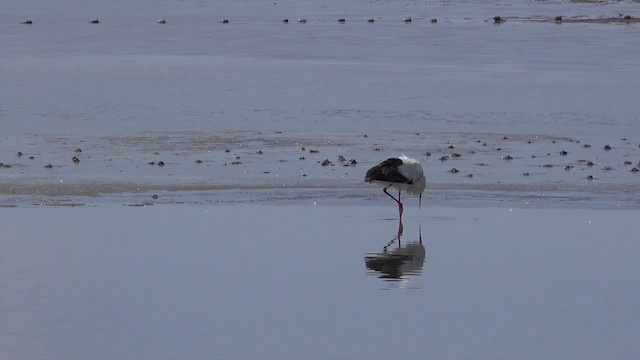 Oriental Stork - ML201662741