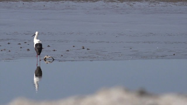 Oriental Stork - ML201662751