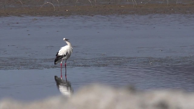 Cigüeña Oriental - ML201662761