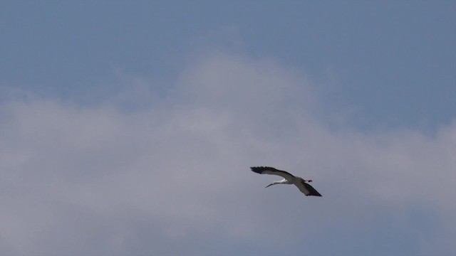 Oriental Stork - ML201662771