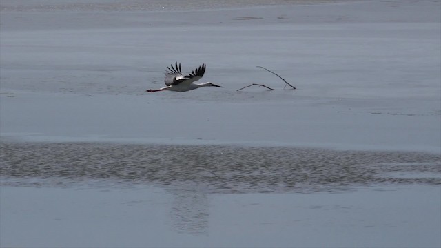 Schwarzschnabelstorch - ML201662781