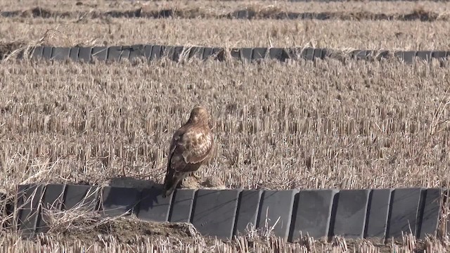 Eastern Buzzard - ML201662801