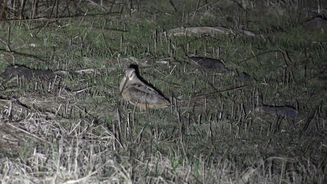 American Woodcock - ML201662821