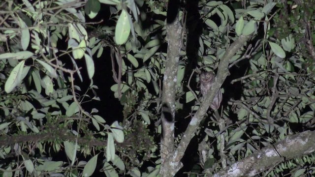 Rinjani Scops-Owl - ML201662851