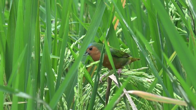 Tawny-breasted Parrotfinch - ML201662861