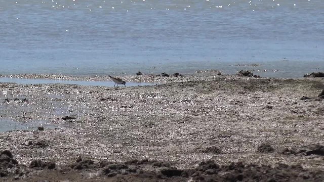 Black-fronted Dotterel - ML201662881