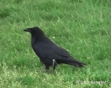 Common Raven - ML201662941
