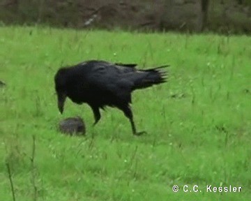 Common Raven - ML201662971