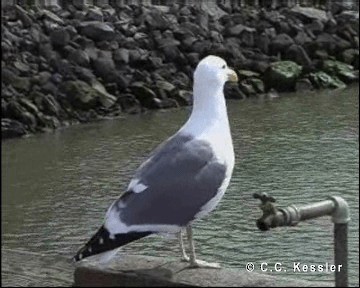 Western Gull - ML201663001