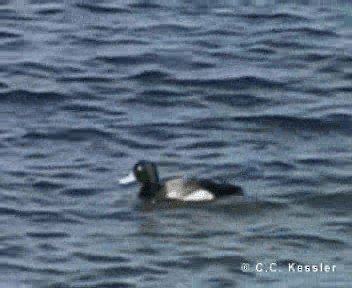 Greater Scaup - ML201663051