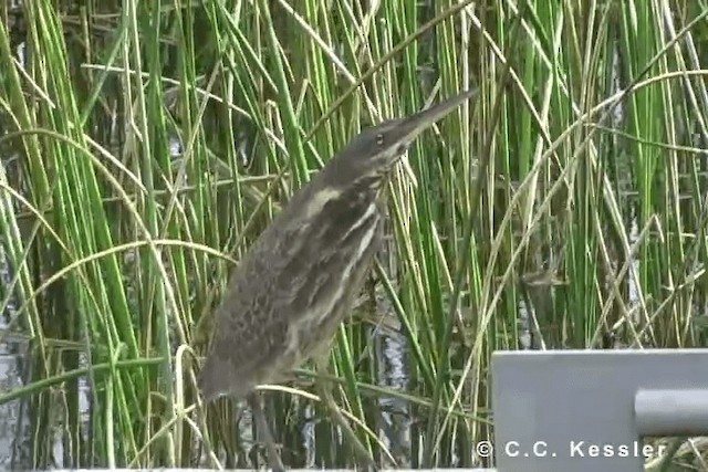 Black Bittern - ML201663091