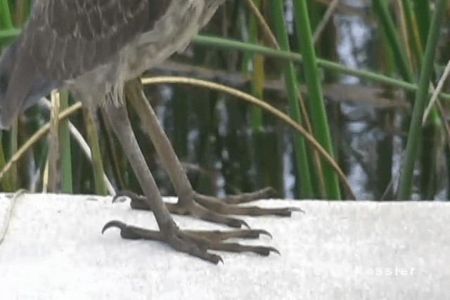 Black Bittern - ML201663101