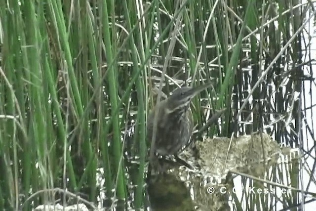 Black Bittern - ML201663111