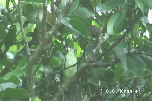 Bridled White-eye (Saipan) - ML201663121