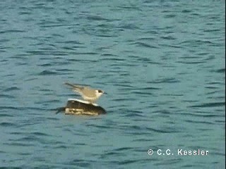 Речная крачка (hirundo/tibetana) - ML201663141