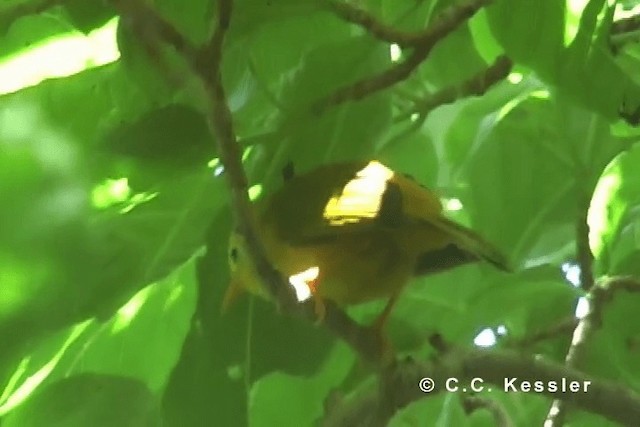 Golden White-eye - ML201663191