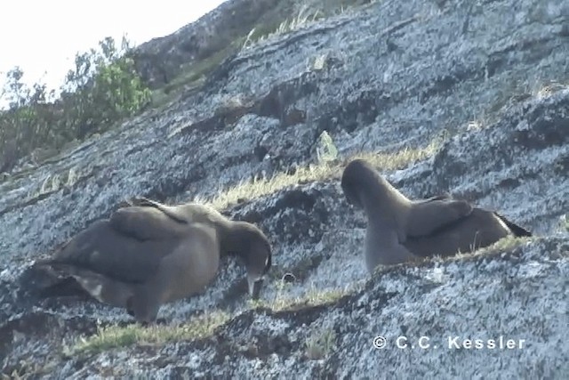 Albatros à pieds noirs - ML201663221