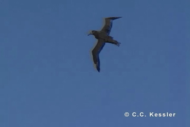 Black-footed Albatross - ML201663241