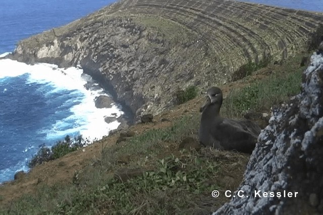 Albatros à pieds noirs - ML201663251