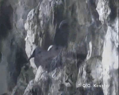 Black Noddy (minutus Group) - ML201663281