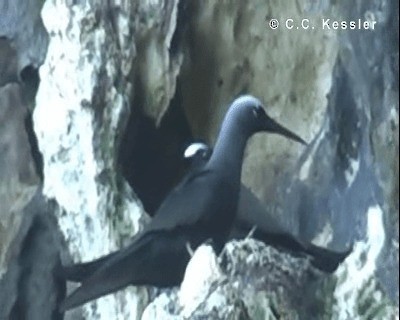 Black Noddy (minutus Group) - ML201663291